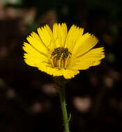 Image of Picris amalecitana (Boiss.) Eig
