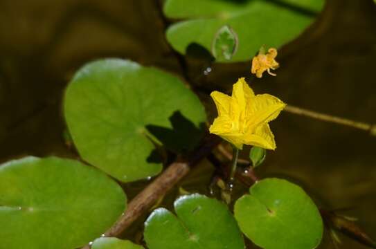 Image of yellow floatingheart