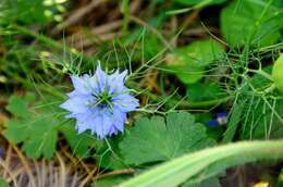 Plancia ëd Nigella damascena L.