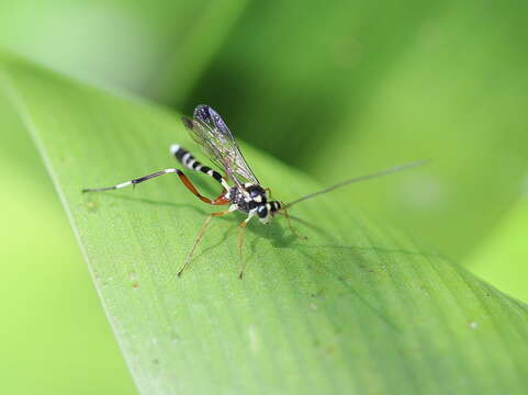 Image of Leptobatopsis