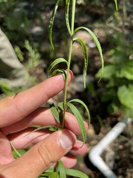 Image of Brickellia ozarkana (Shinners) G. L. Nesom