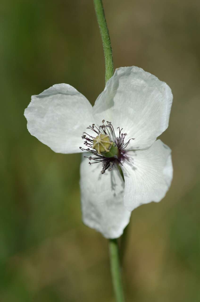 Image of Long-headed Poppy