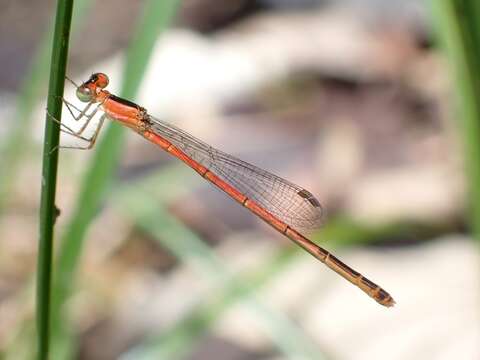 Image of Agriocnemis exsudans Selys 1877