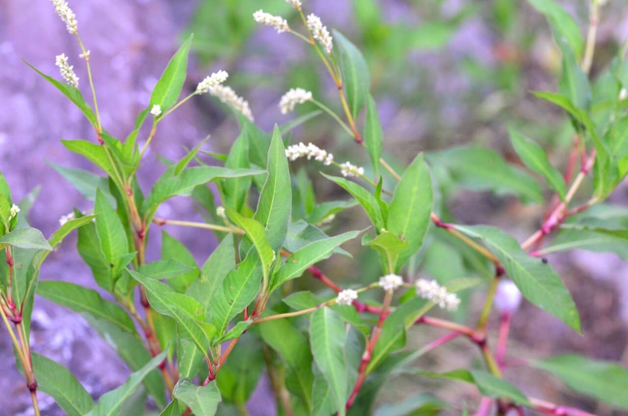 Image of Dock-Leaf Smartweed