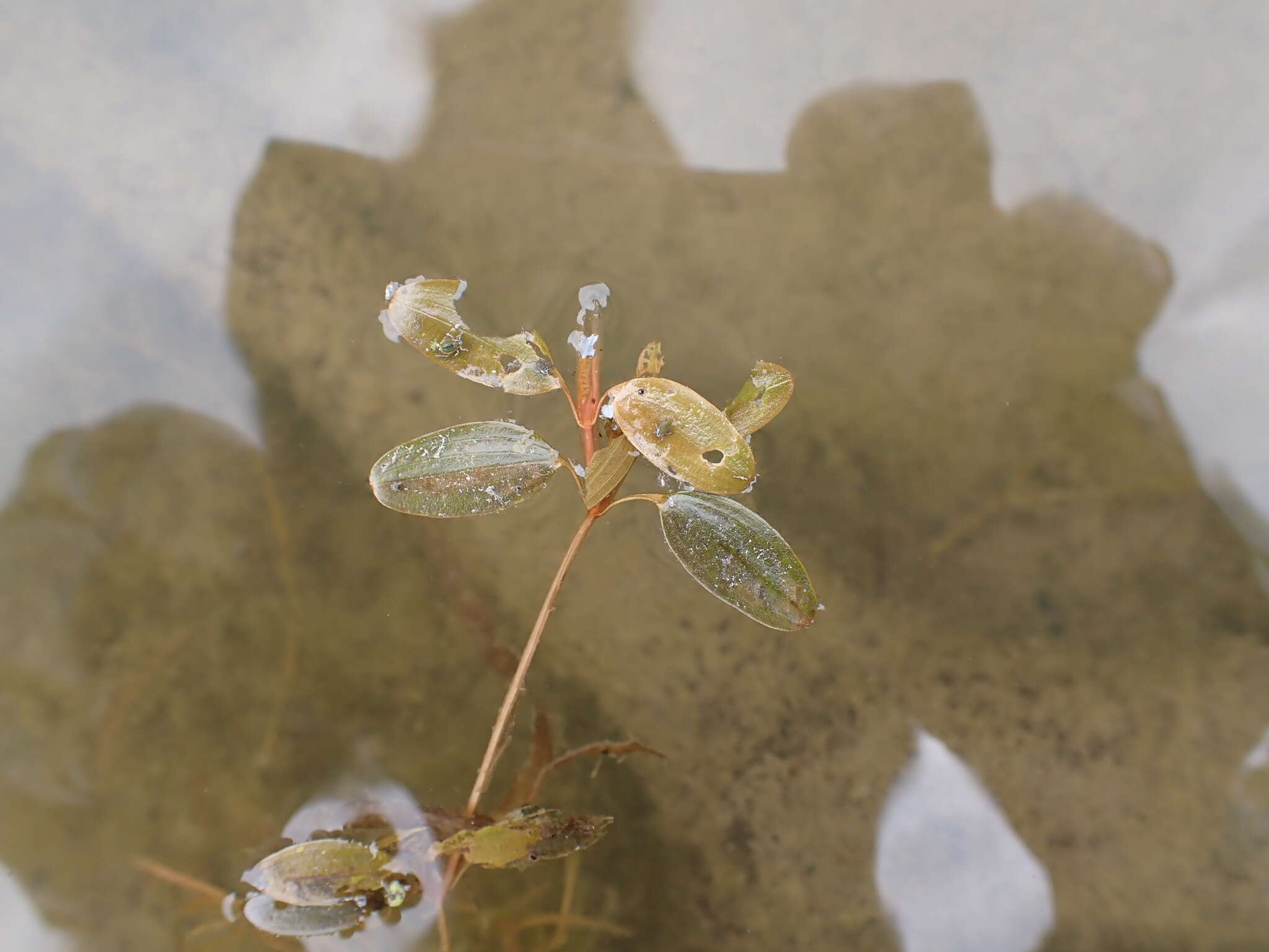 Image of northern snail-seed pondweed