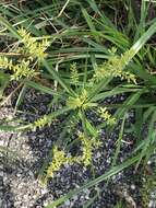 Imagem de Cyperus microiria Steud.