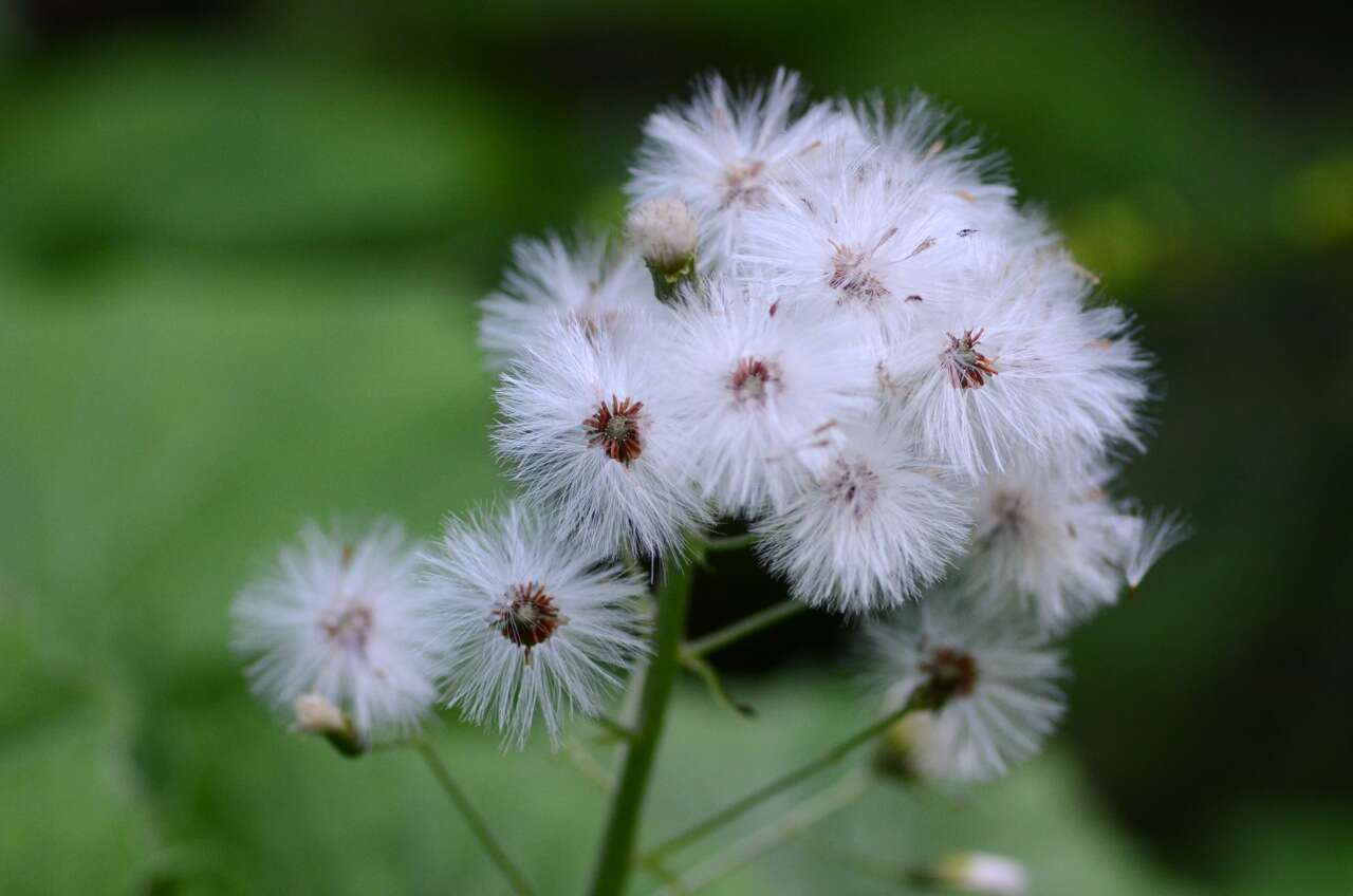 Image of Petasites albus (L.) Gaertn.