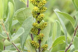 Image of Myrica gale subsp. tomentosa (C. DC.) E. Murray