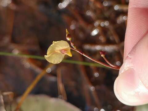 Imagem de Utricularia bremii Heer