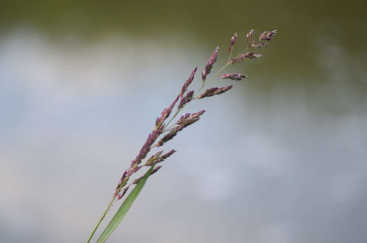 Image of reed canarygrass