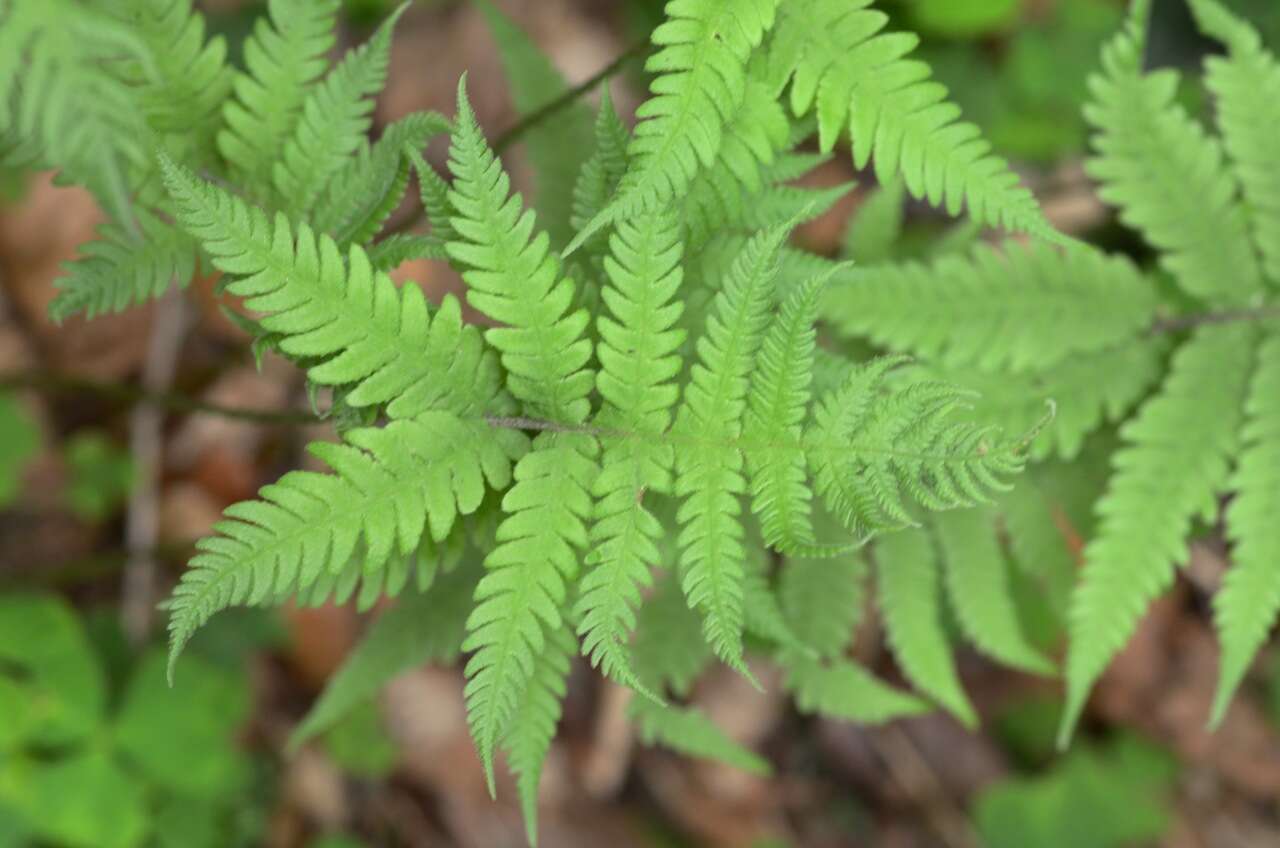 長柄假金星蕨的圖片