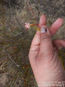 Imagem de Serruria flagellifolia Salisb. ex Knight