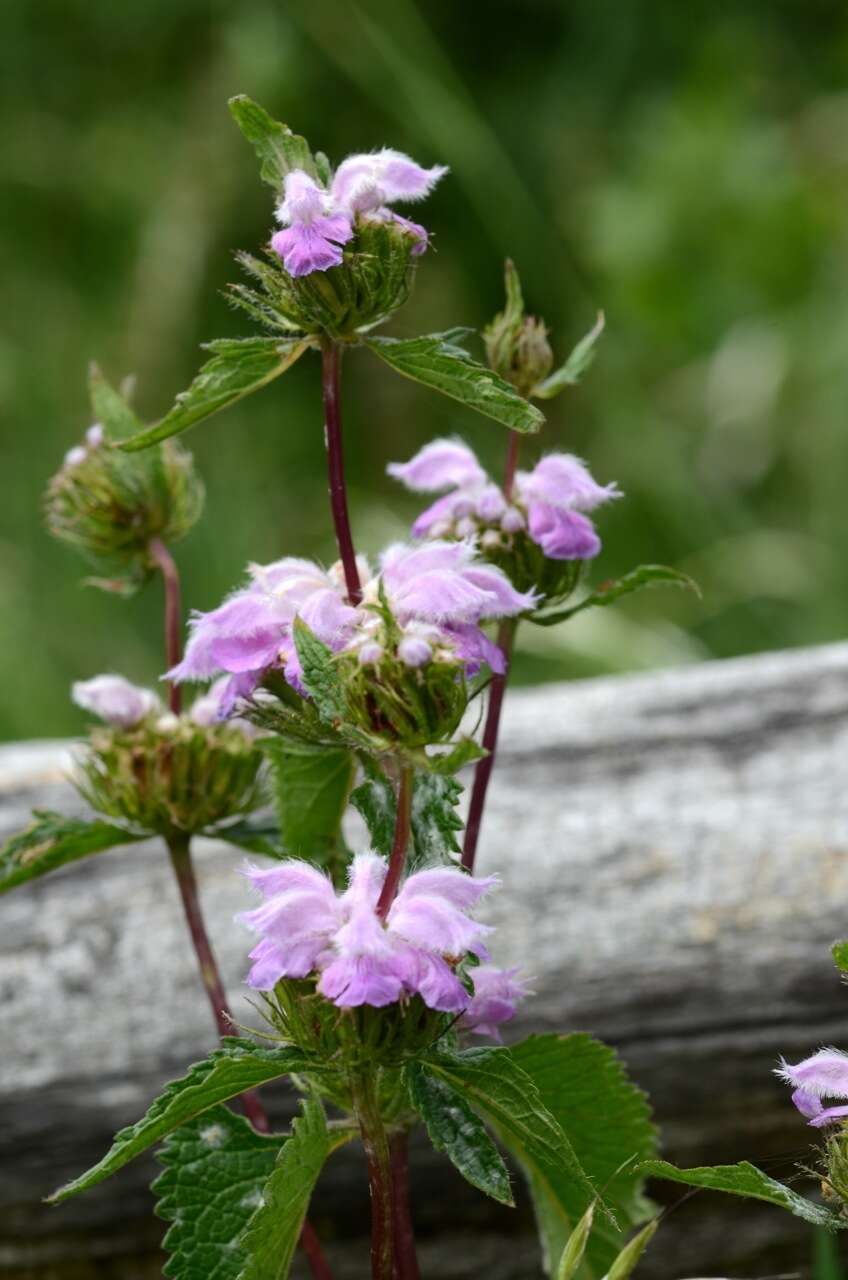 Image de Phlomoides tuberosa (L.) Moench