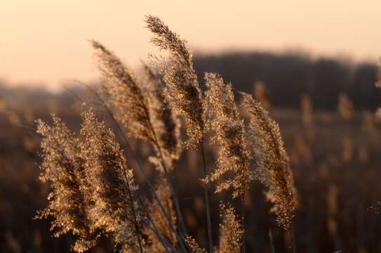 Image of common reed