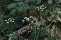 Imagem de Pimpinella saxifraga L.