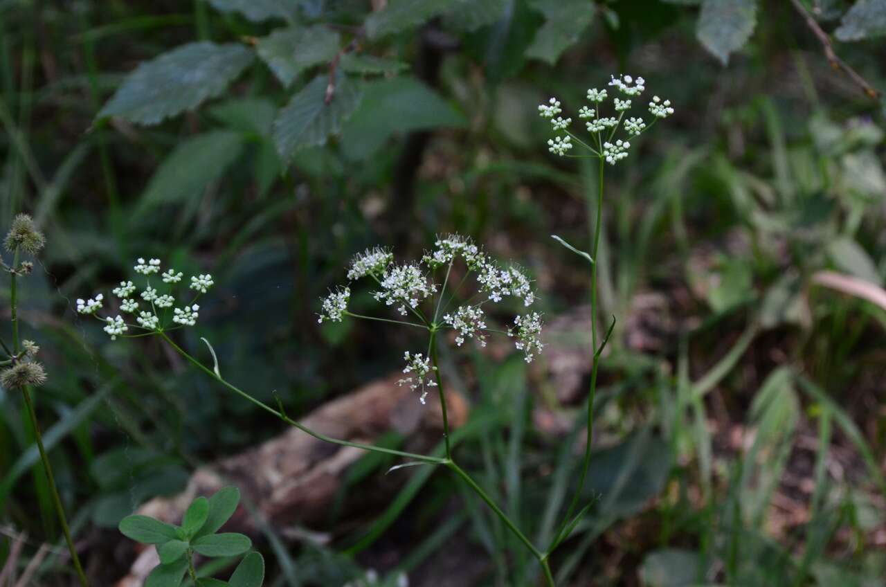 Image of burnet saxifrage