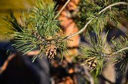 Image of Scotch Pine