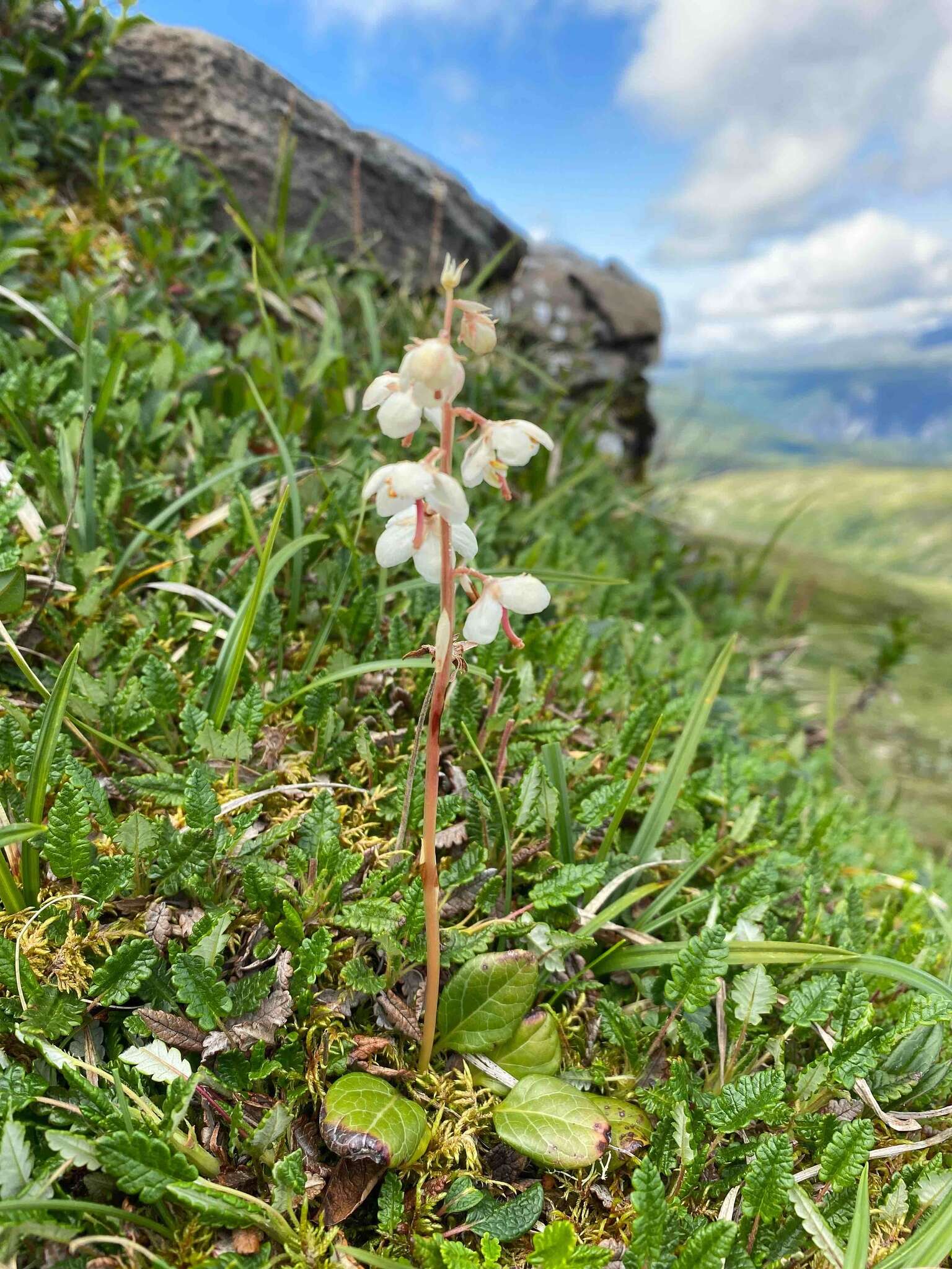 Image de Pyrola rotundifolia subsp. norvegica (Knaben) L. Hämet-Ahti