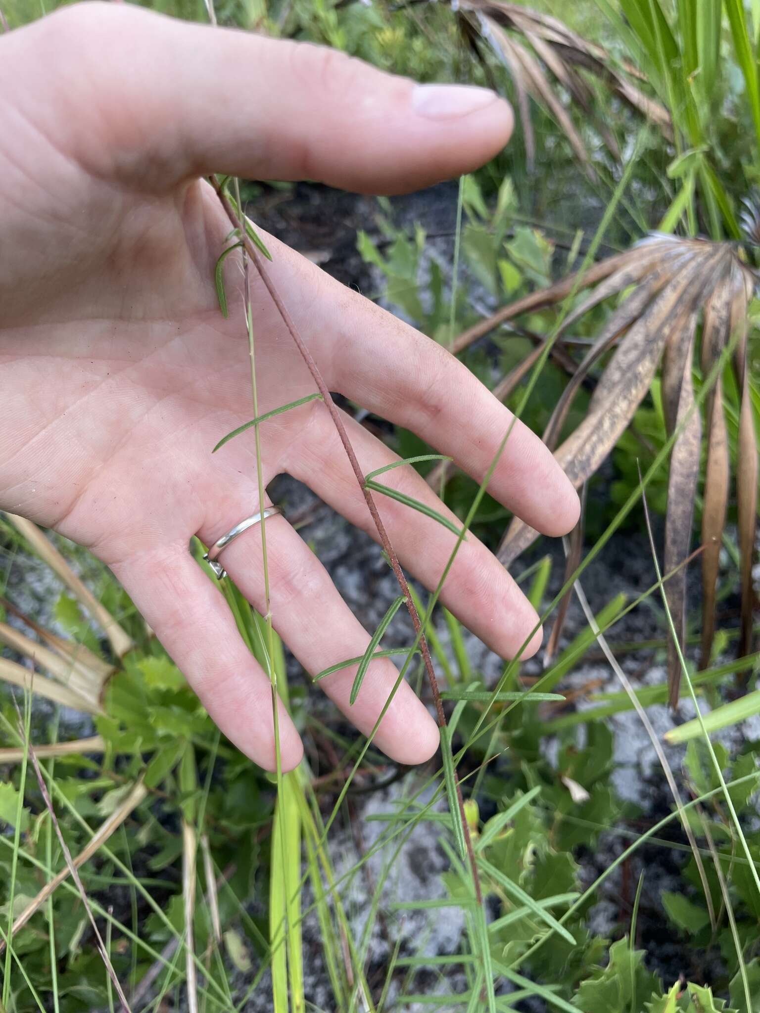 Imagem de Phoebanthus tenuifolia (Torr. & A. Gray) Blake