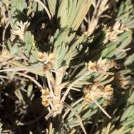 Image of Plantago webbii Barn.