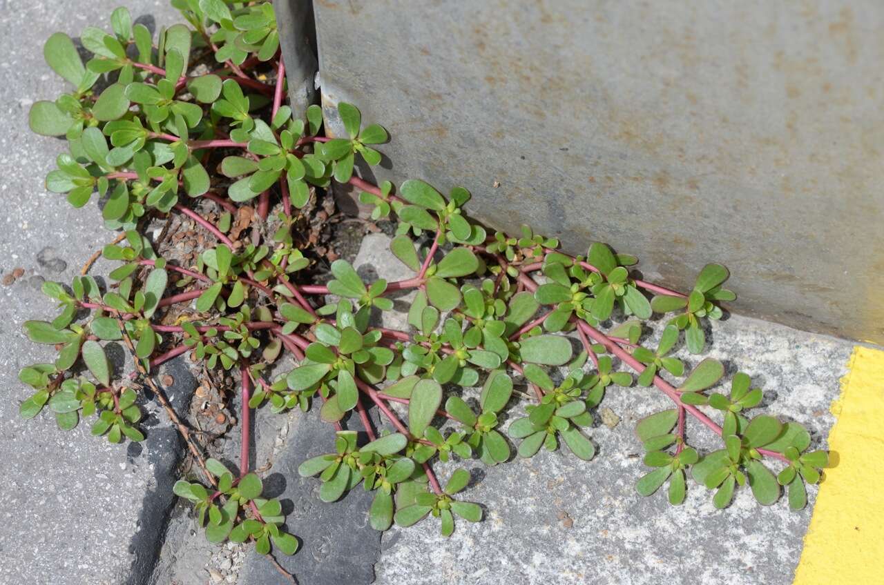 Image of common purslane