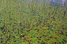 Image of Broad-leaved Pondweed