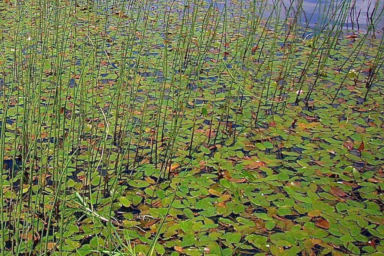 Image of Broad-leaved Pondweed