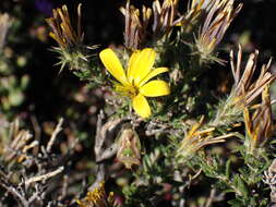 Image of Gorteria alienata (Thunb.) Stångb. & Anderb.