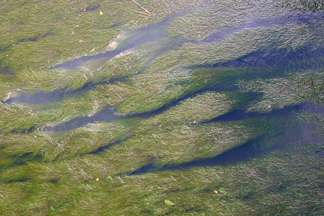 Image of pondweed