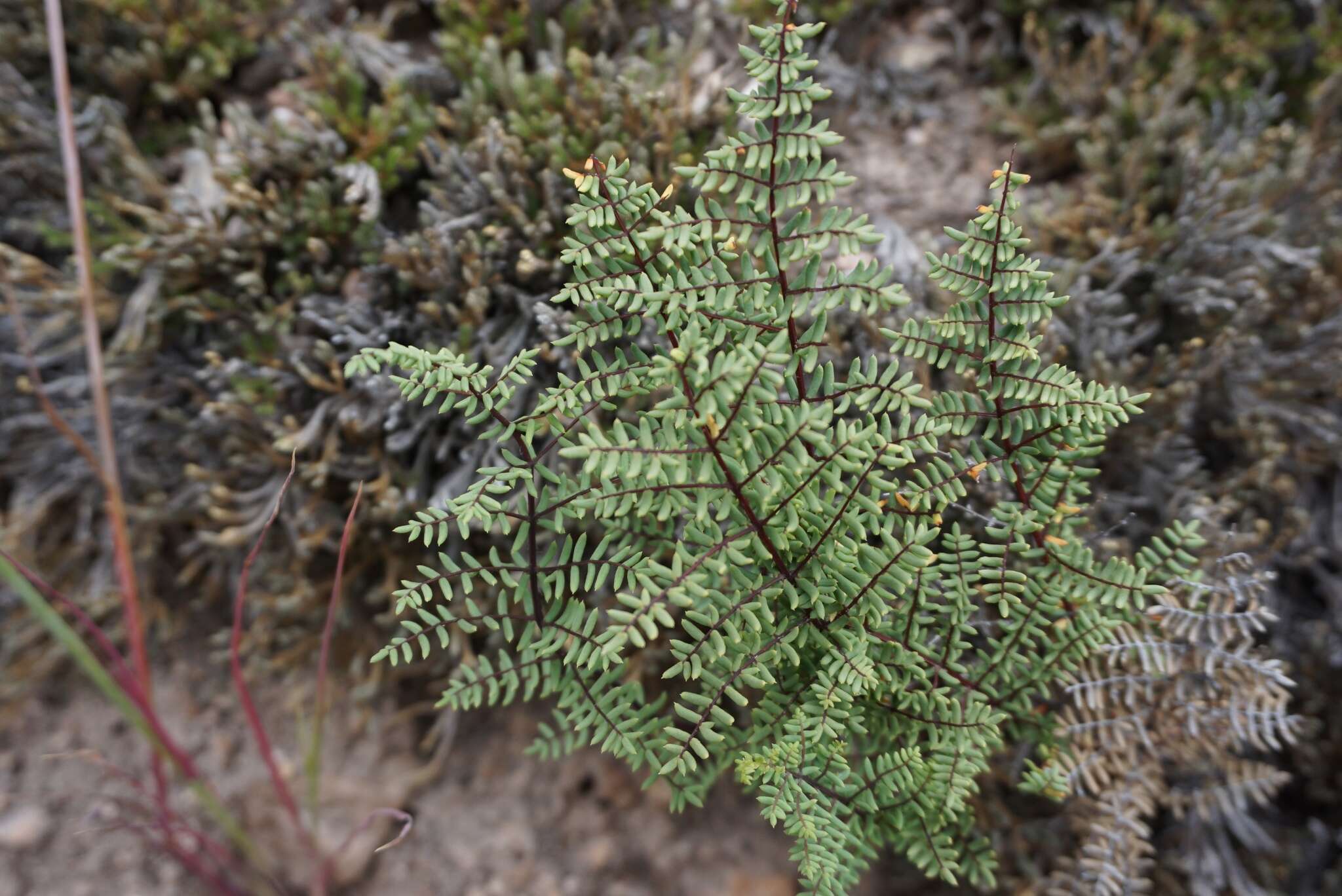 Image of birdfoot cliffbrake