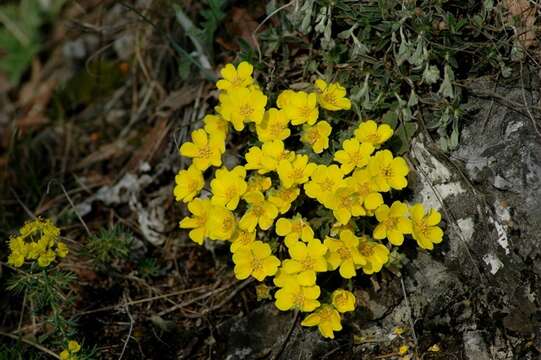 Image of Potentilla incana Gaertn. Mey. & Scherb.