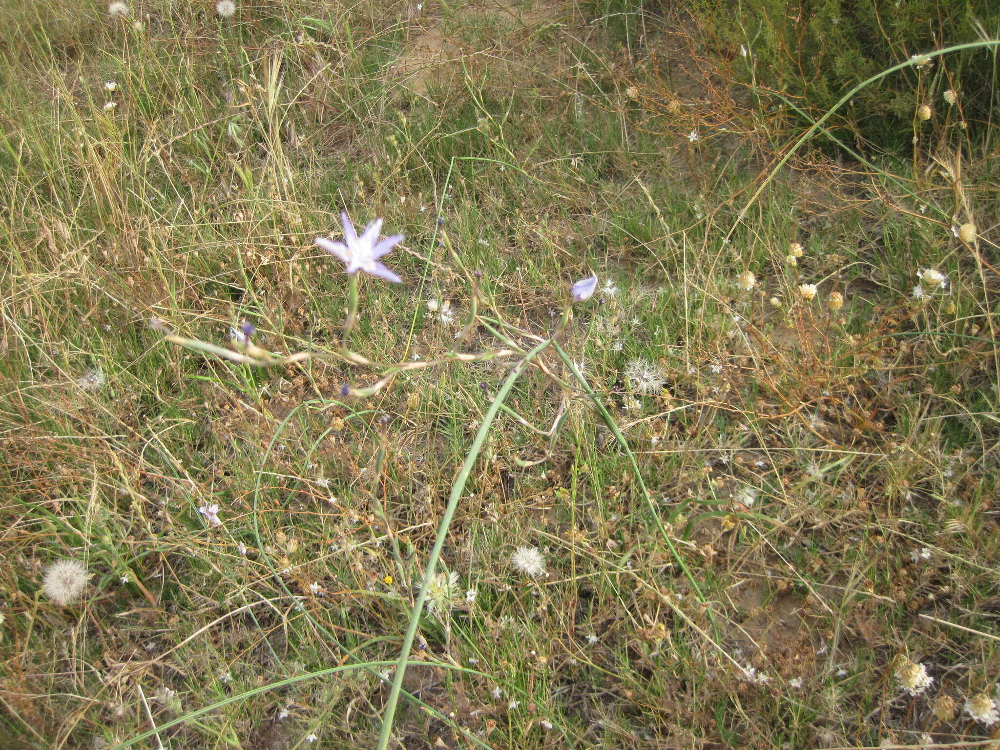 Plancia ëd Moraea gracilenta Goldblatt