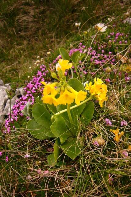 Image of Primula auricula L.