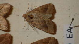 Image of rosy rustic