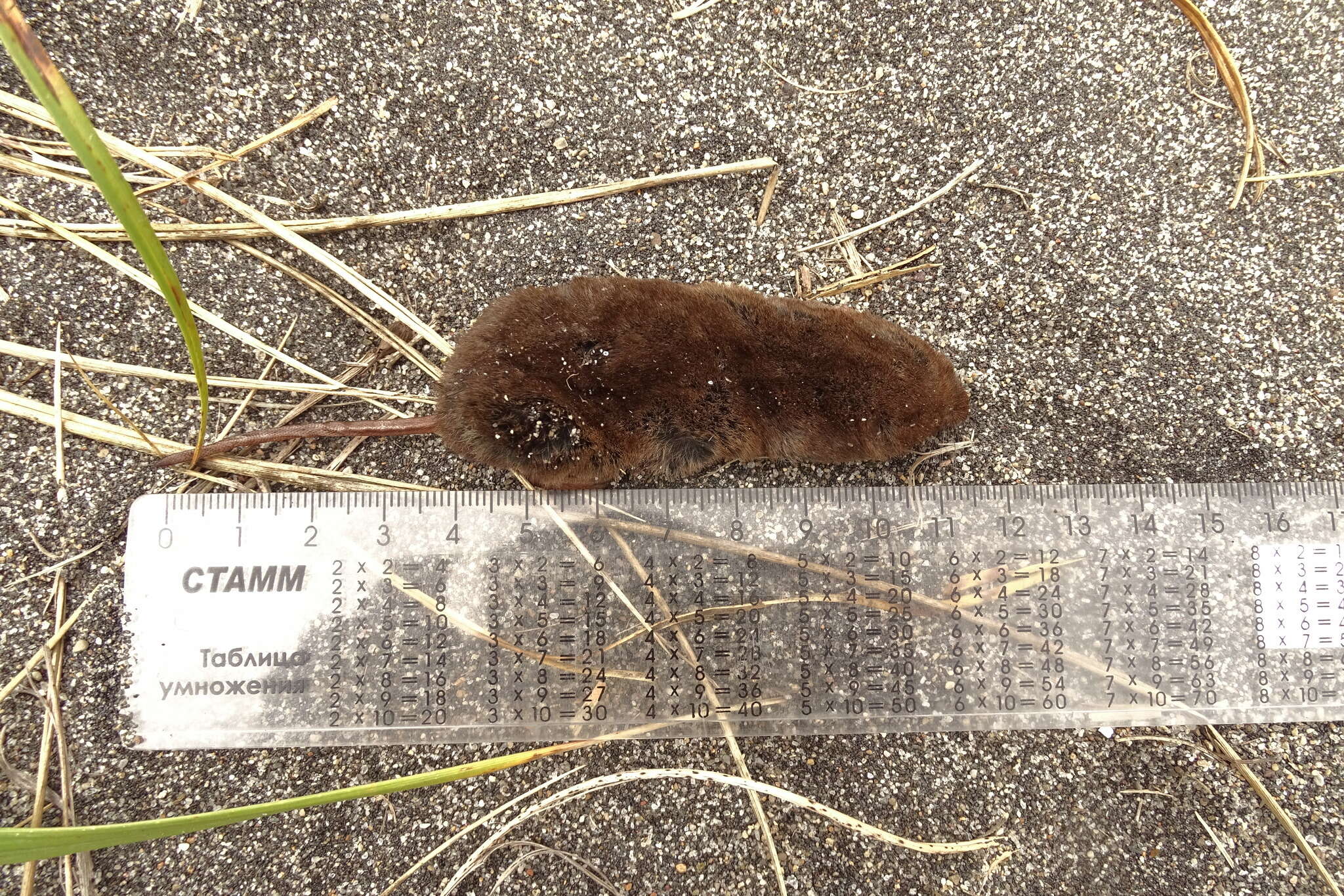 Image of Long-clawed Shrew