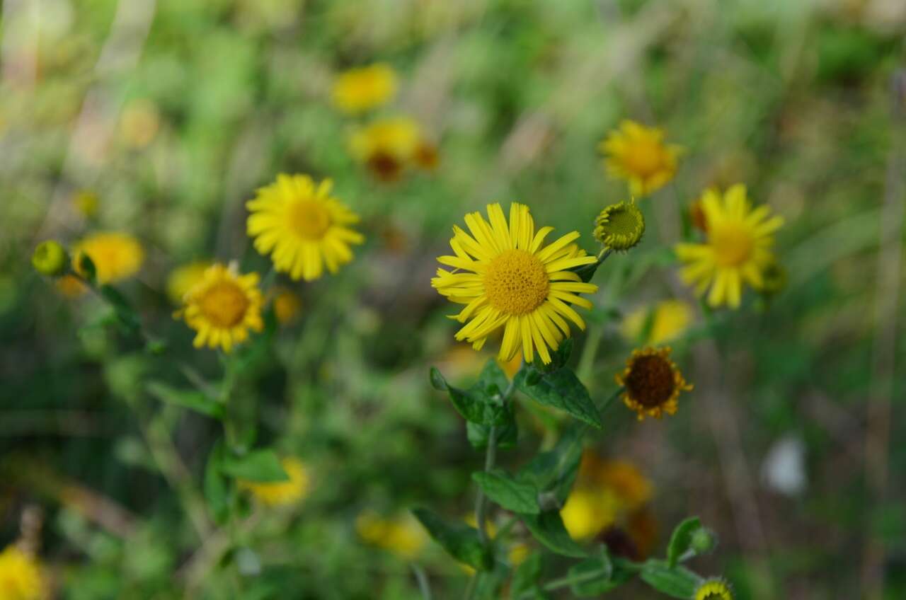 Image of common fleabane