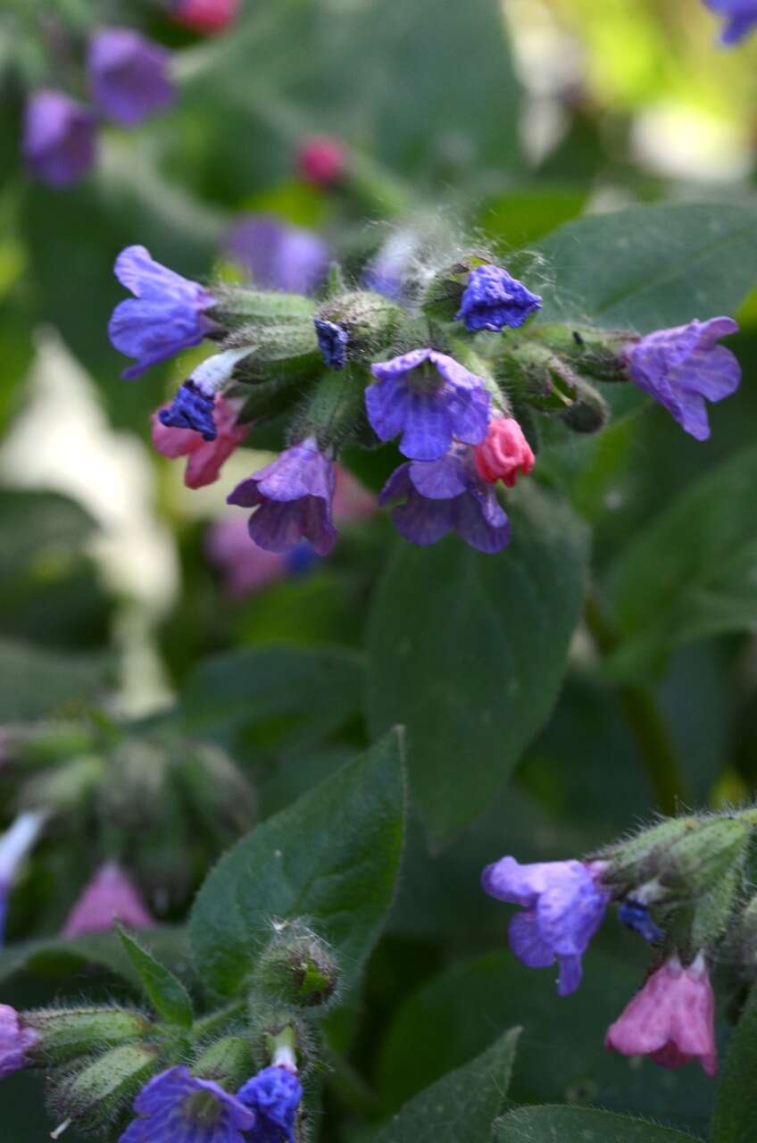 Image of Lungwort