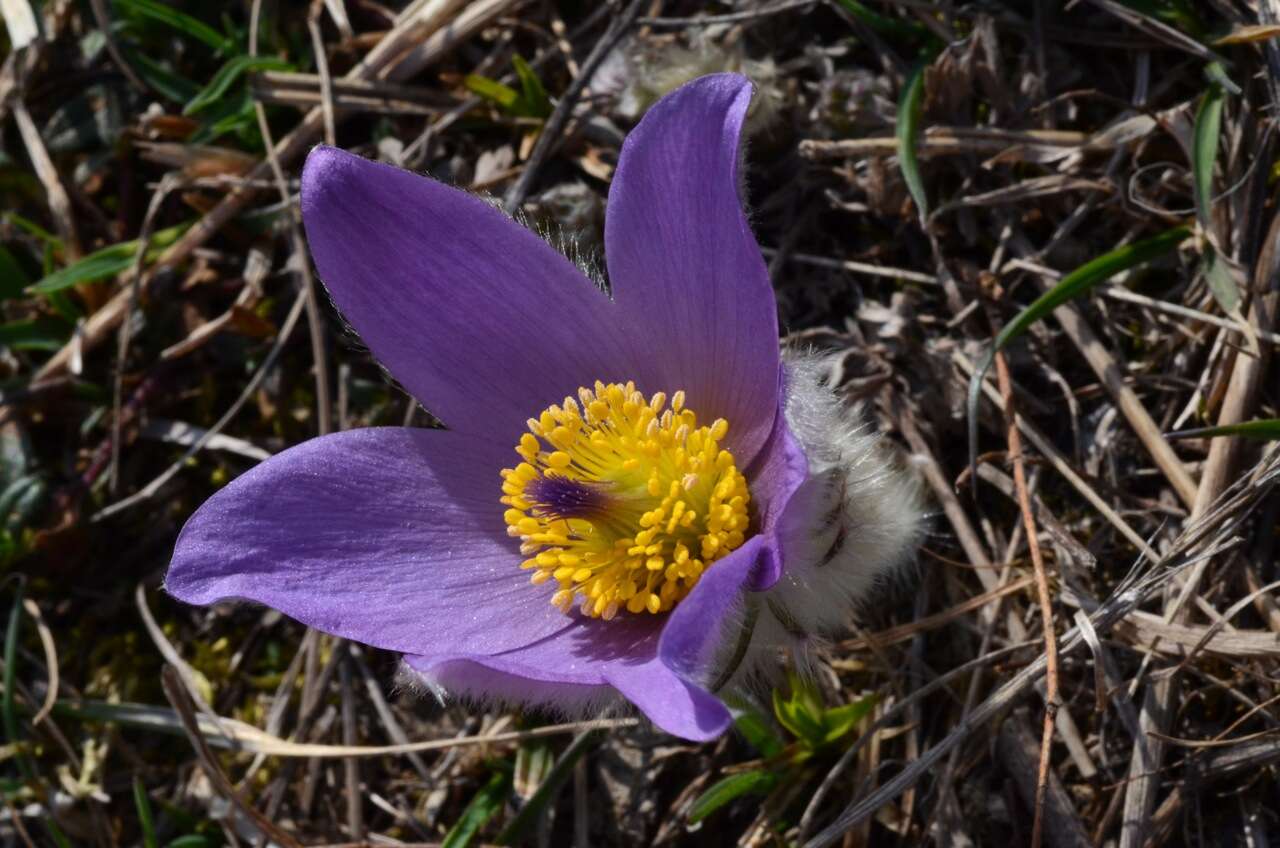 Image of Greater Pasque Flower