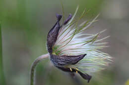 Image of Small Pasque Flower