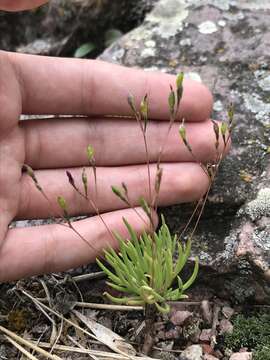 Imagem de Phemeranthus parviflorus (Nutt.) Kiger