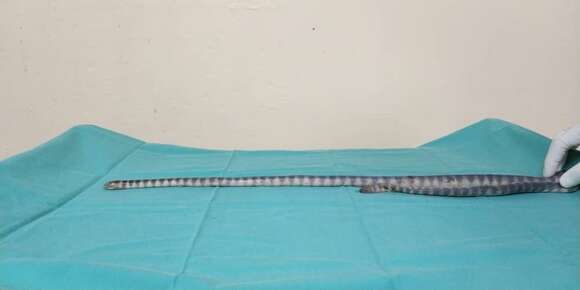 Image of Annulated Sea Snake