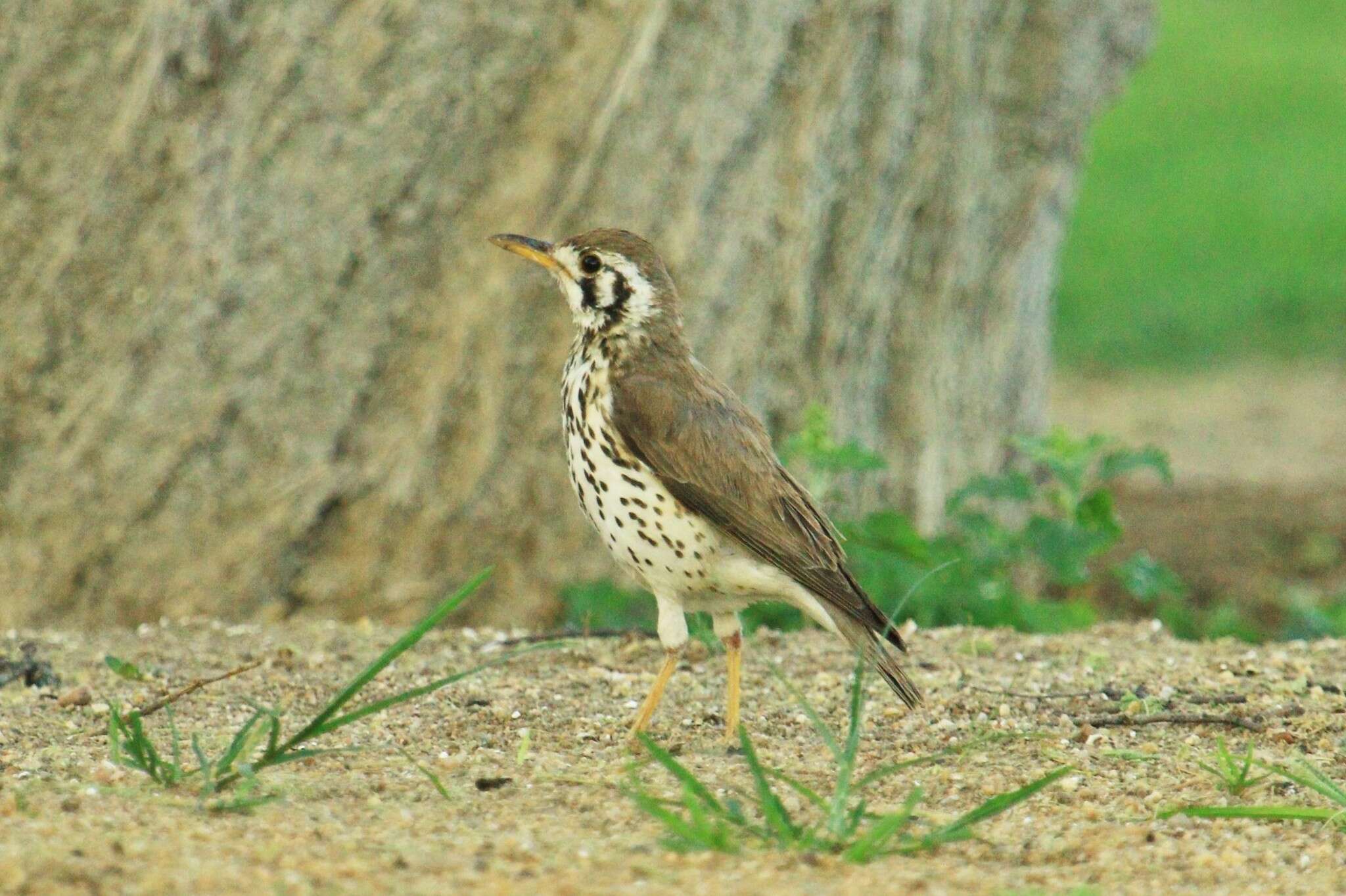 Image of Groundscraper Thrush