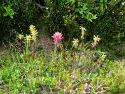 Image of Henry Indian paintbrush