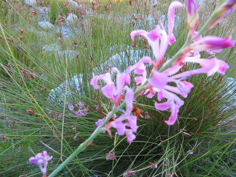 Image of Tritoniopsis ramosa (Klatt) G. J. Lewis