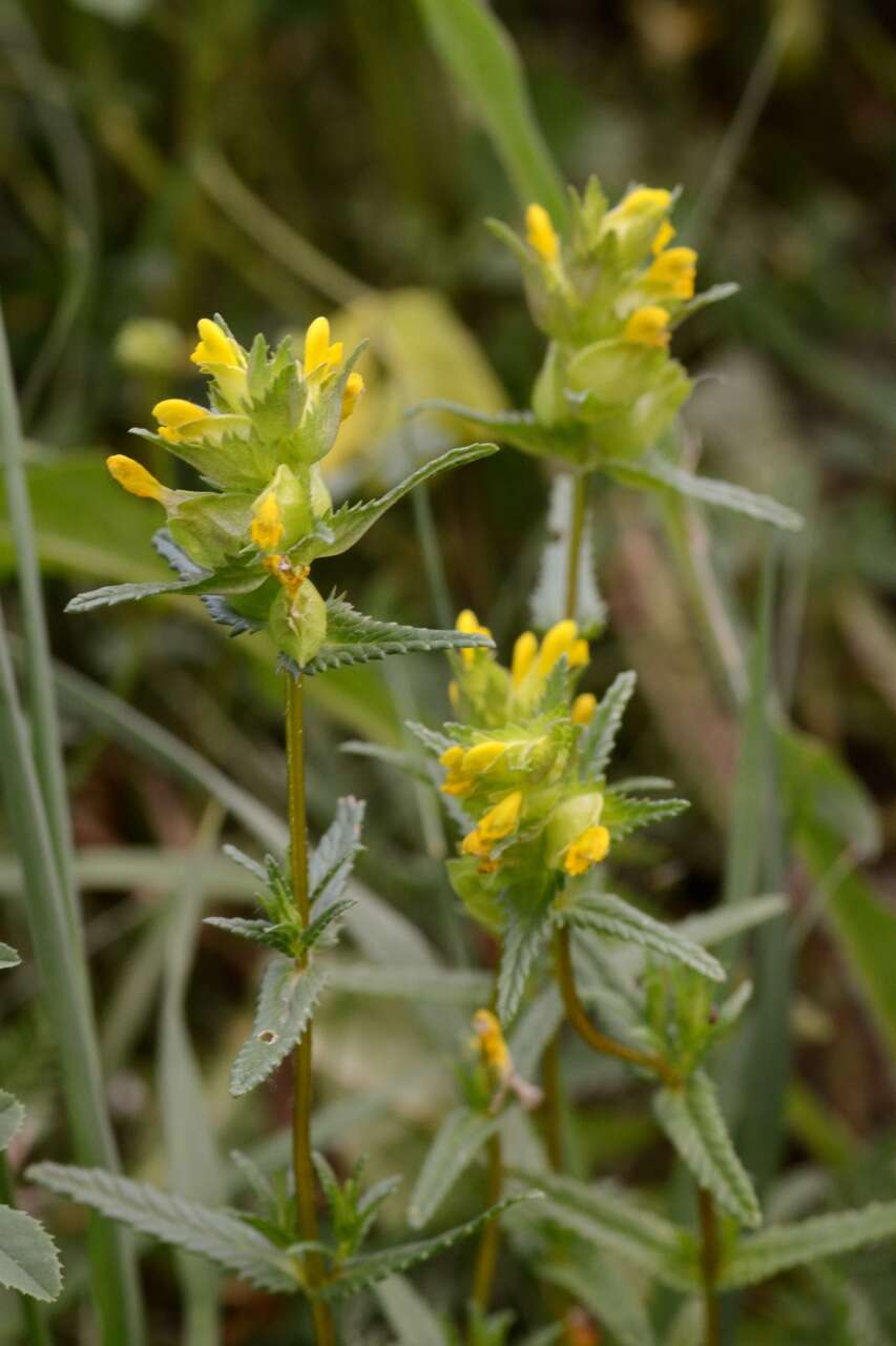 Image of Yellow rattle