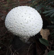 Image of Coker's amanita