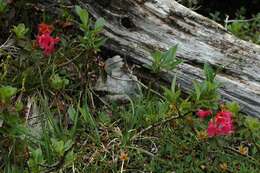 Image of Hairy Alpenrose