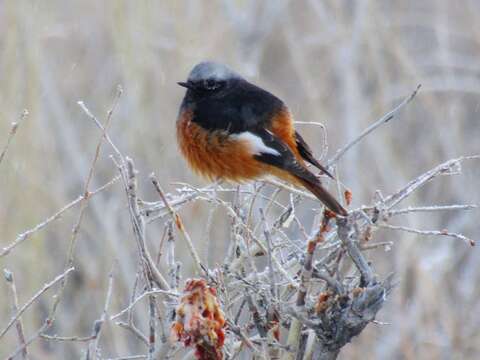 Image of Güldenstädt's Redstart