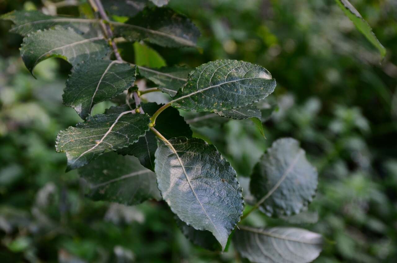 Image of goat willow