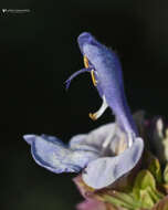 Image of Salvia pomifera subsp. pomifera